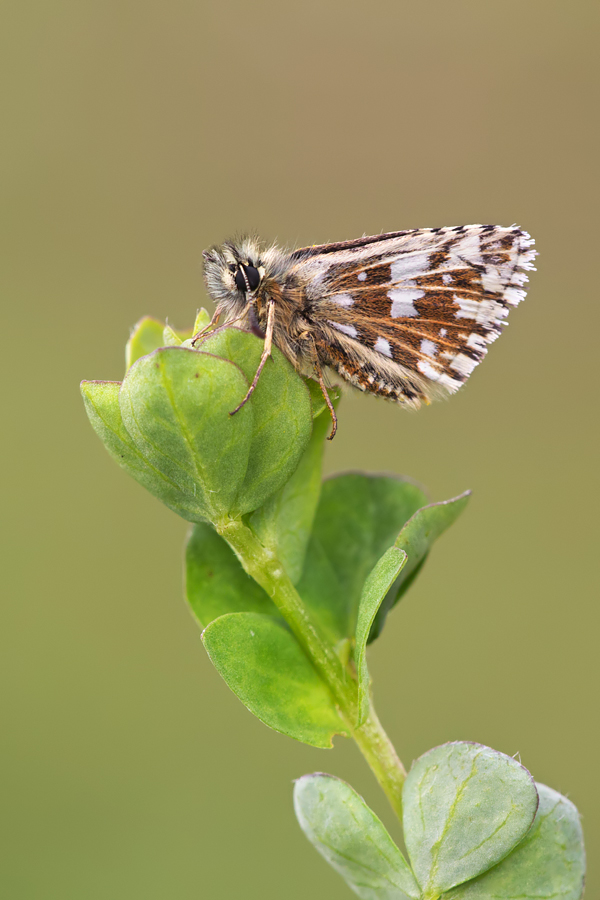 Grizzled Skipper 3